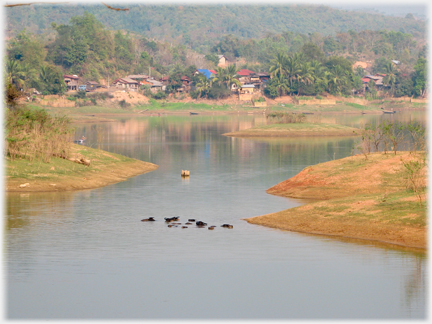 Small herb of baffalo in a river.