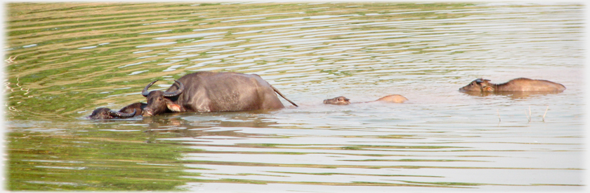 Adult buffalo with three calfs, one small and submerged.