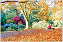 Autumn colours of trees in Dawyck Gardens.