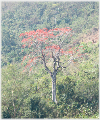 Scarlet blossomed tree with wooded background.