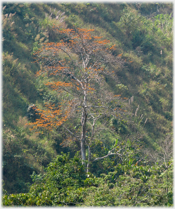 Orange blossomed tree with scrub background.