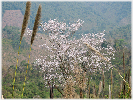 Plumb blossom and grasses.