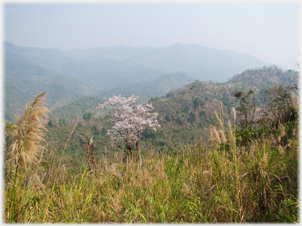 Grasses and blossom with ranges of hills beyond.