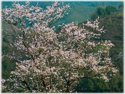 Cherry blossom.