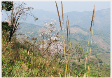 Grasses, blossom, hillsides.