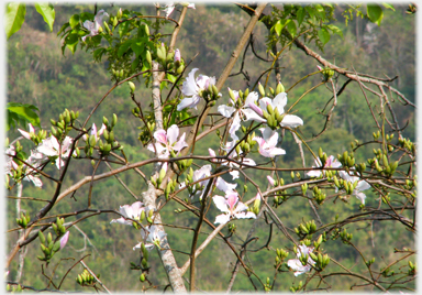 Newly opened flowers out before the leaves.