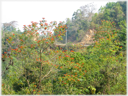 Red fruiting tree; treed area with road.