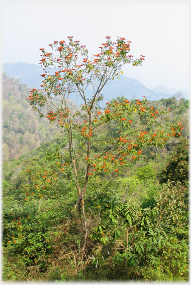 Red fruiting tree.