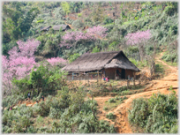 Thatched house surrounded by blossom.