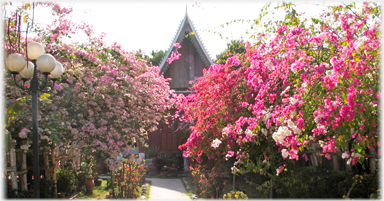 Prolificly flowering shrubs.