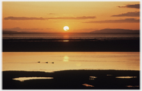 Three ducks swimming into sunset.