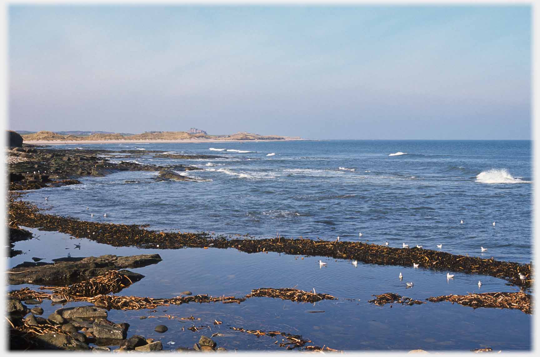 Seaweed along water margin with castle low on horizon.