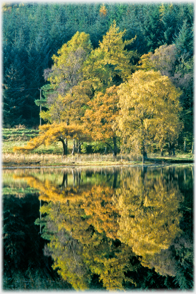 Autumn larch reflections.