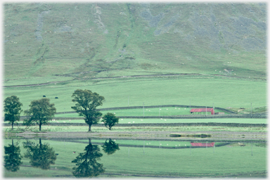 Trees and barn by Crosscleuch.