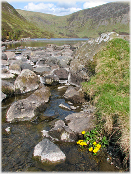 Tail Burn and marsh marigolds.