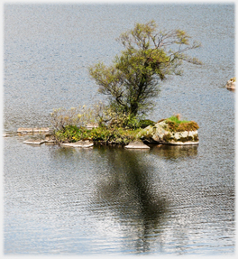 Tree on island.