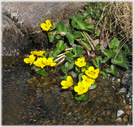 Marsh Marigold.