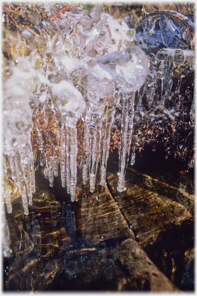 Icicles at lochside.