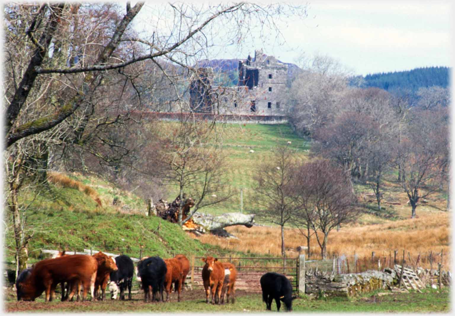 Ruined towerhouse castle with cattle in foreground.