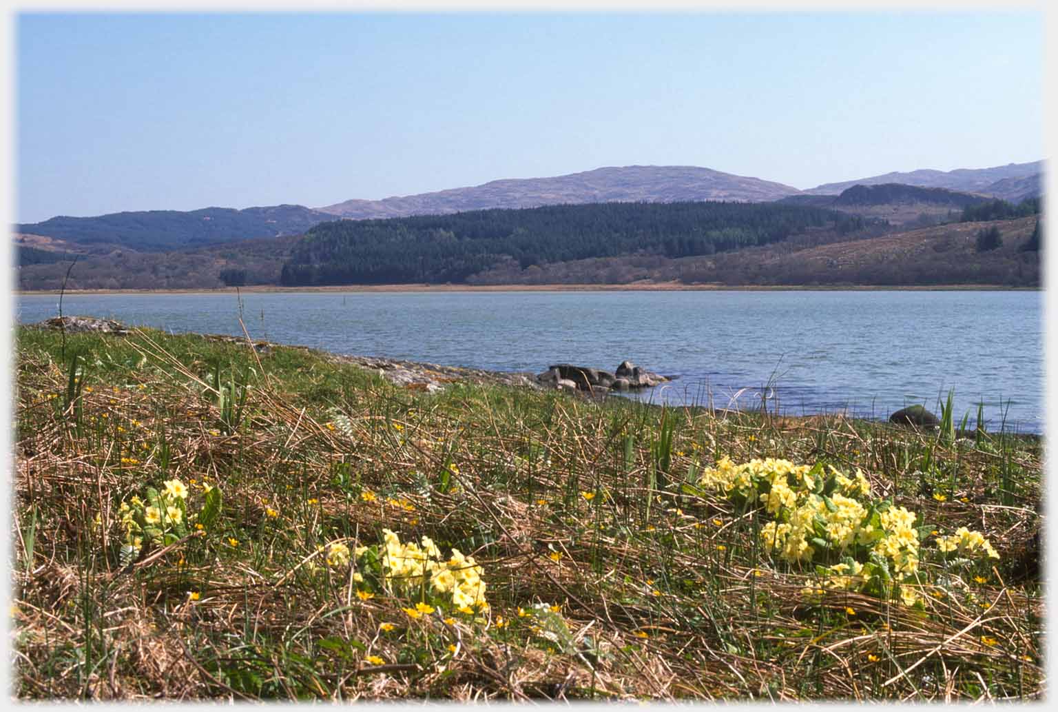 Primroses on shore of loch.