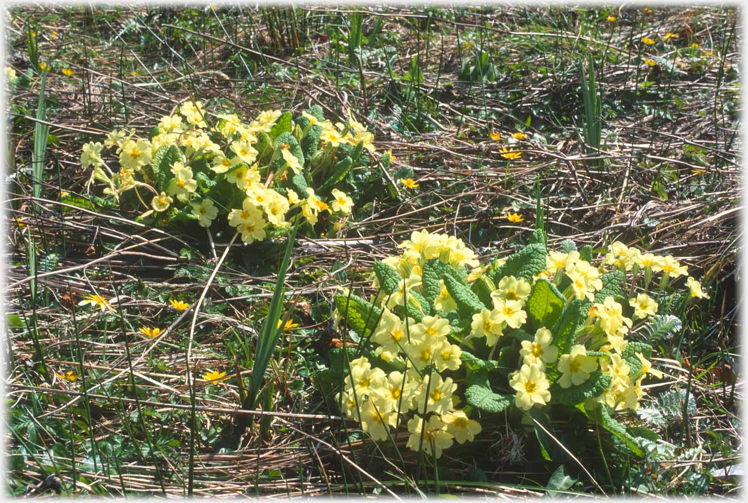 Two clumps of primroses.