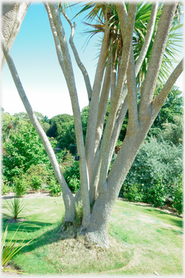 New Zealand Cabbage Palm.