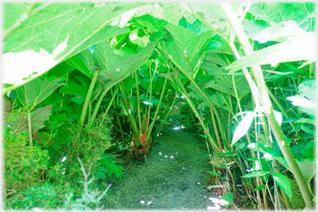 Gunnera passageway.