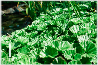 A miniature Gunnera.