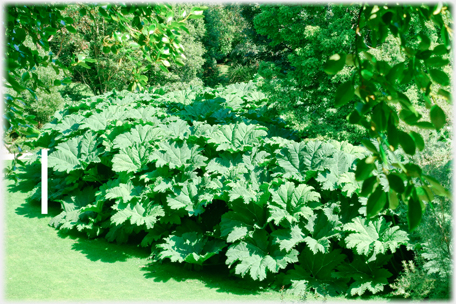 Gunnera Bog.