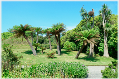 Tree fern and cabbage palm.