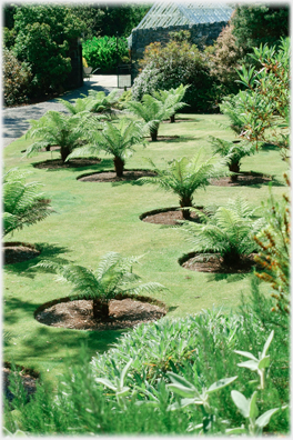 Newly planted palms.