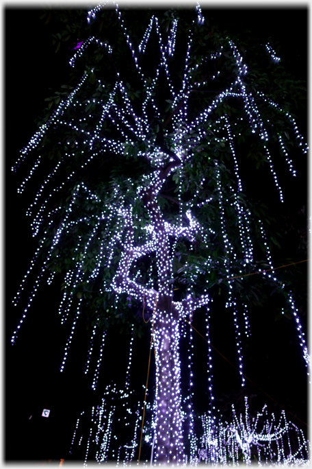 Tree silhouetted with lights