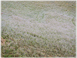 A field of flowers for the bees.