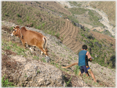 Man and Ox.