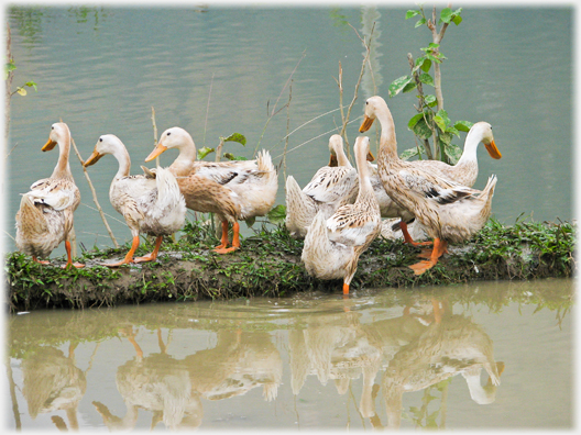 Group of ducks on narrow bank between water.