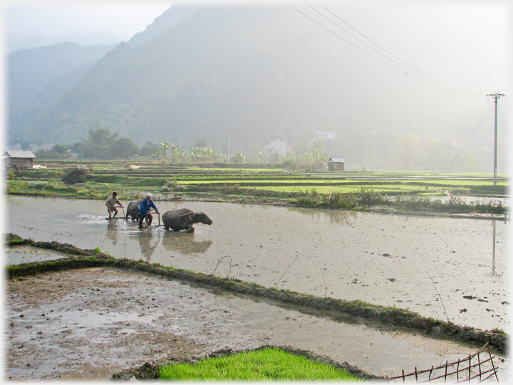 Two men ploughing with buffalo in shallow water.