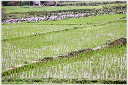 Fields green with new paddy, flowers beyond.