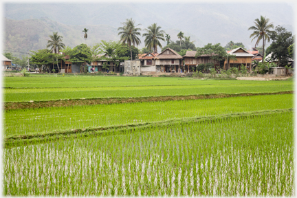 Fields of new paddy with the village houses beyond.