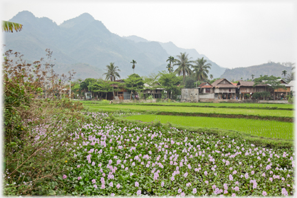 Foreground field of pink flowers, paddy and houses beyond.