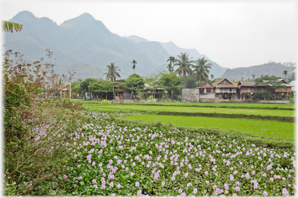 Foreground field of pink flowers, paddy and houses beyond.
