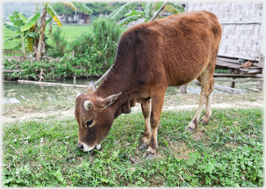 Large calf eating at path side.