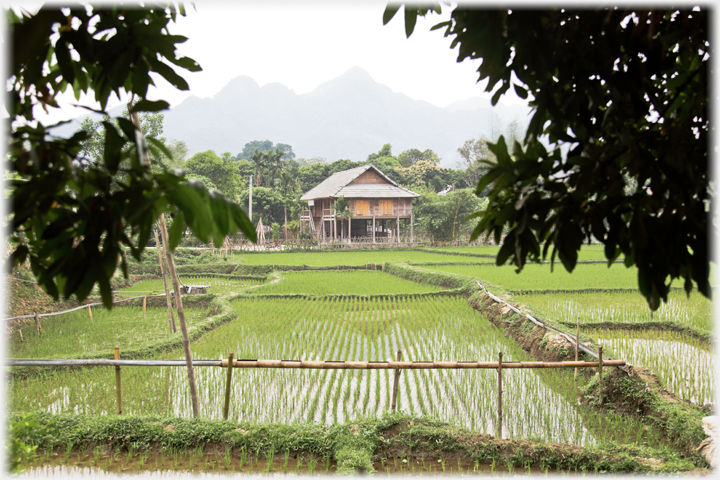 Thai stilt house behind fields of paddy.