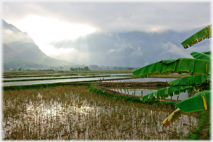 Paddy fields in winter, hills and sun breaking behind.