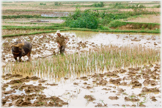 Man ploughing stubble in mud.