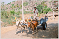 Man standing on cart drawn by two oxen with painted horns.