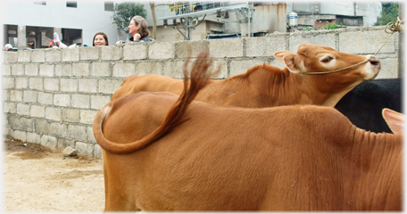 Cattle and heads over wall.