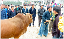 Man with one foot displaying bull.