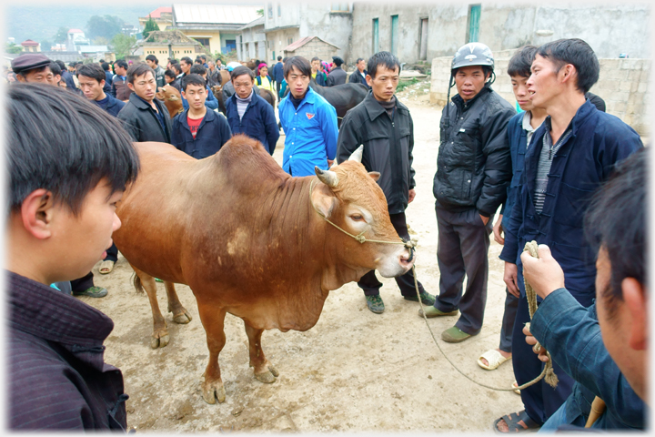 Group discussing bull.