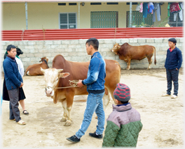 Bull being displayed.