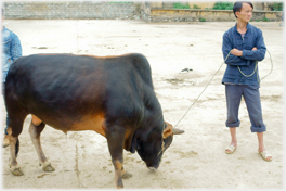 Man with folded arms and bull.